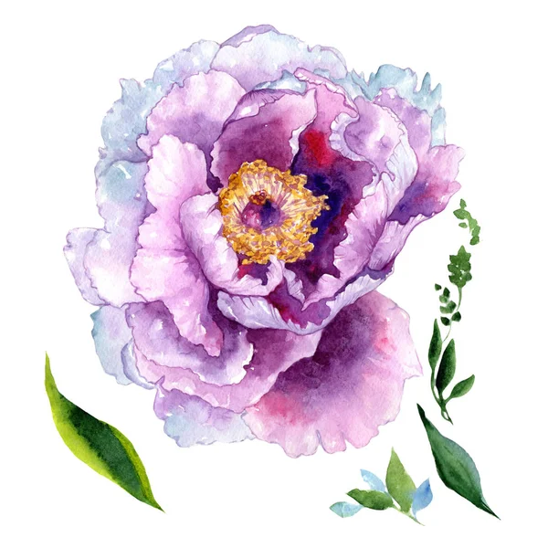 Wildflower Piwonia, różowy kwiat w stylu przypominającym akwarele na białym tle. — Zdjęcie stockowe