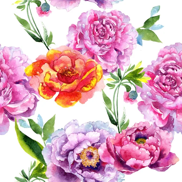 Wildflower peony pink flower pattern in a watercolor style. — Stock Photo, Image