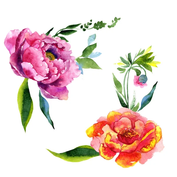 Wildflower peony pink flower in a watercolor style isolated. — Stock Photo, Image