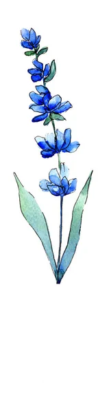 Lavanda azul. Floral flor botânica. Folha de primavera selvagem wildflower isolado . — Fotografia de Stock