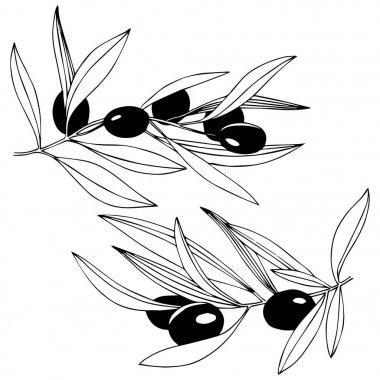 Zeytin ağacı izole bir vektör tarzı.