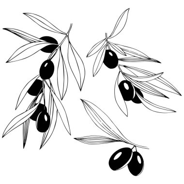 Zeytin ağacı izole bir vektör tarzı.