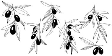 Zeytin ağacı izole bir vektör tarzı.