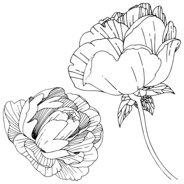 Kır çiçeği Şakayık çiçeği izole bir vektör tarzı.