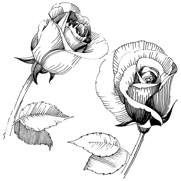 Fleur rose sauvage dans un style vectoriel isolé . — Image vectorielle