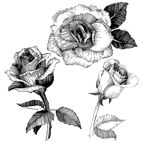 Wildflower růže květ ve stylu vektor, samostatný. — Stockový vektor