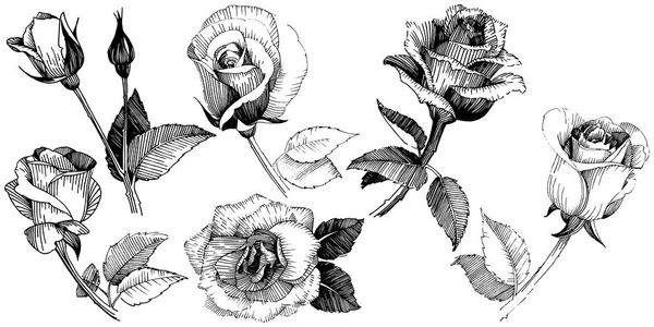 Wildflower Róża Kwiat na białym tle styl wektor. — Wektor stockowy
