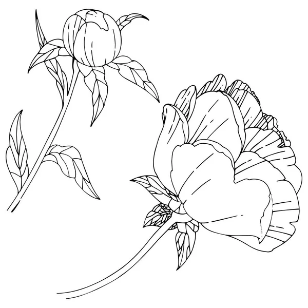 Wildflower peony bloem in een vector stijl geïsoleerd. — Stockvector