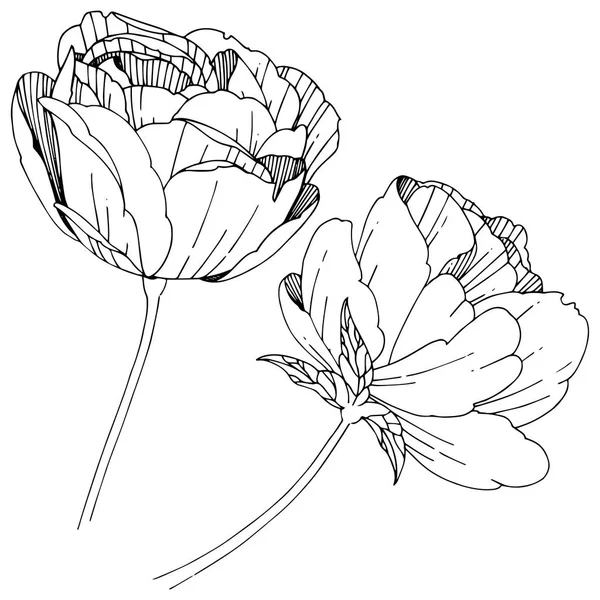 Цветок пиона в векторном стиле изолирован . — стоковый вектор