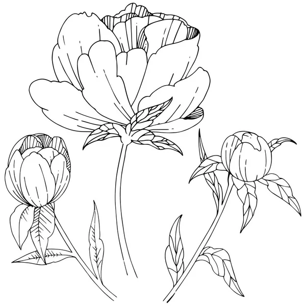 Wildflower peony bloem in een vector stijl geïsoleerd. — Stockvector