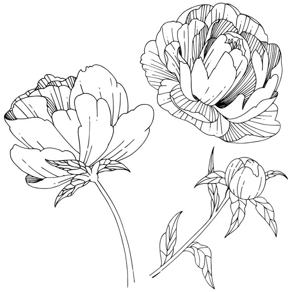 Flor de peonía silvestre en un estilo vectorial aislado . — Vector de stock