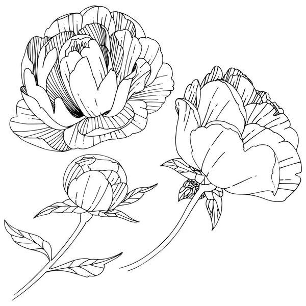 Fleur pivoine de fleurs sauvages dans un style vectoriel isolé . — Image vectorielle