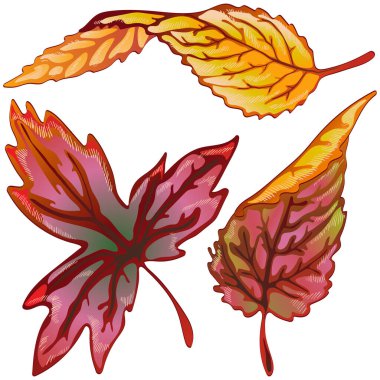 Sonbahar sarı ve kırmızı yapraklar. İzole illüstrasyon ögesi.