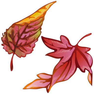 Sonbahar sarı ve kırmızı yapraklar. İzole illüstrasyon ögesi.