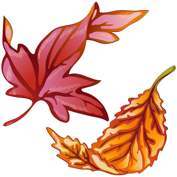 Vector otoño hojas amarillas y rojas. Elemento ilustrativo aislado . — Vector de stock