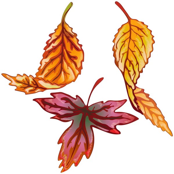 Feuilles vectorielles jaune automne et rouge. Élément d'illustration isolé . — Image vectorielle