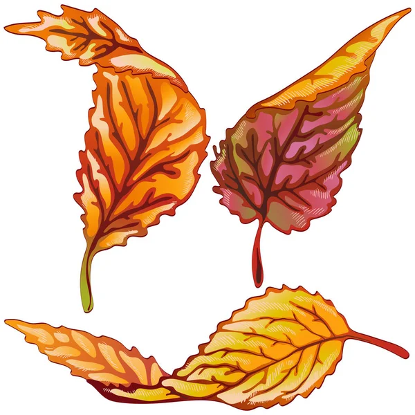 Foglie vettoriali autunno giallo e rosso. Elemento di illustrazione isolato . — Vettoriale Stock