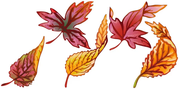 Vector herfst geel en rood blad. Geïsoleerd illustratie-element. — Stockvector