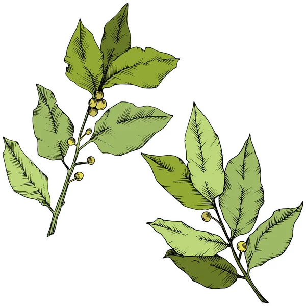 녹색 laurus 잎 벡터. 식물 잎 식물원 꽃 단풍입니다. 고립 된 그림 요소. — 스톡 벡터