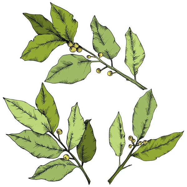 Vector green laurus leaf. Leaf plant botanical garden floral foliage. Isolated illustration element. — Stock Vector