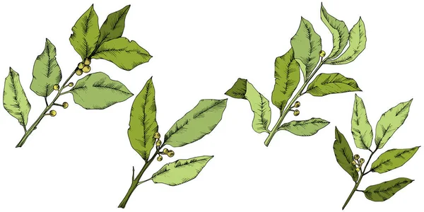 Векторный зеленый лавровый лист. Цветочная листва ботанического сада. Изолированный элемент иллюстрации . — стоковый вектор
