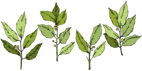 Vector groene laurus blad. Blad plant botanische tuin floral gebladerte. Geïsoleerde afbeelding element. — Stockvector