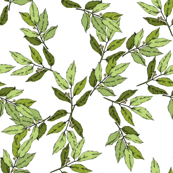 Hoja de laurus verde vectorial. Planta de hojas de jardín botánico follaje floral. Patrón de fondo sin costuras . — Vector de stock