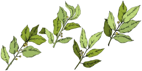 Διάνυσμα πράσινο laurus φύλλο. Φύλλο φυτού Βοτανικός Κήπος floral φύλλωμα. Απομονωμένη εικονογράφηση στοιχείο. — Διανυσματικό Αρχείο