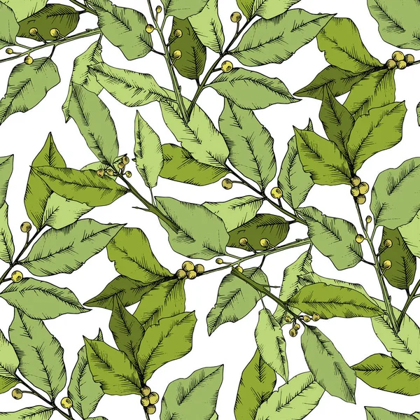 Hoja de laurus verde vectorial. Planta de hojas de jardín botánico follaje floral. Patrón de fondo sin costuras . — Vector de stock