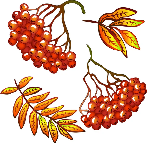 Foglie di sorbo giallo autunnale vettoriale e bacca rossa. Elemento di illustrazione isolato . — Vettoriale Stock