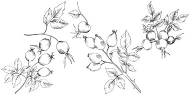 Vektör sonbahar Kuşburnu bitkisi. Bitki botanik bahçe çiçek yaprakları.