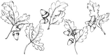 Vektör sonbahar meşe yaprağı. Yaprak bitki botanik bahçe çiçek yaprakları.