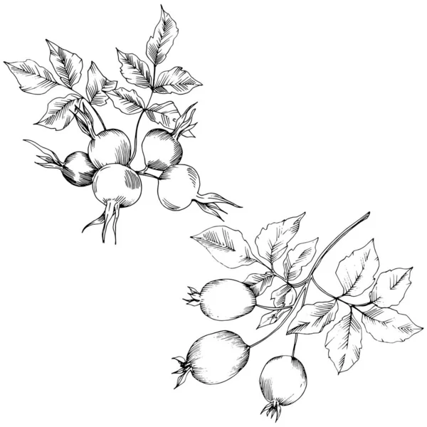 Vector planta de rosa mosqueta otoño. Planta botánica jardín follaje floral . — Archivo Imágenes Vectoriales