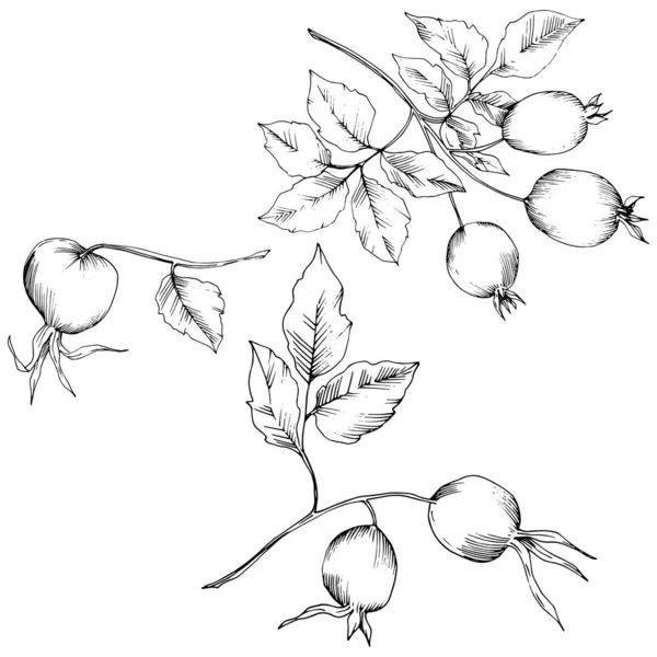 ベクトル秋のローズヒップの植物。植物植物園花葉. — ストックベクタ