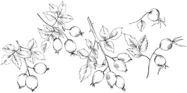 Vector herfst rose hip plant. Installatie botanische tuin floral gebladerte. — Stockvector