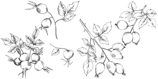 Vector herfst rose hip plant. Installatie botanische tuin floral gebladerte. — Stockvector