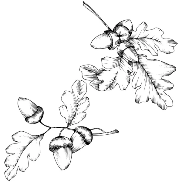 Διάνυσμα φθινόπωρο φύλλα βελανιδιάς. Floral φυλλώματος φύλλων φυτό Βοτανικός Κήπος. — Διανυσματικό Αρχείο