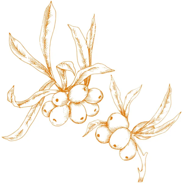 Orangene Nilpferdpflanze. Vektor-Symbol auf weißem Hintergrund. — Stockvektor