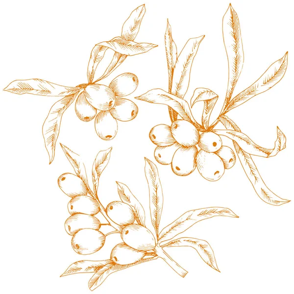 Orange hippophae plant. Vector icon on white background. — ストックベクタ
