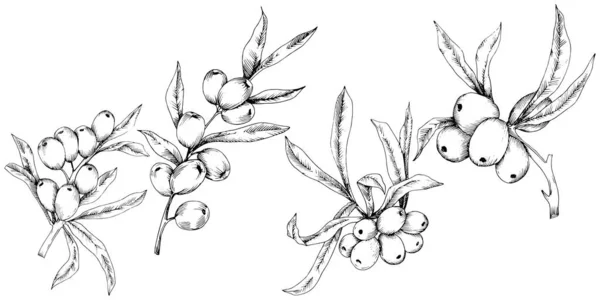 Hippophae plant vector icon on white background. — ストックベクタ