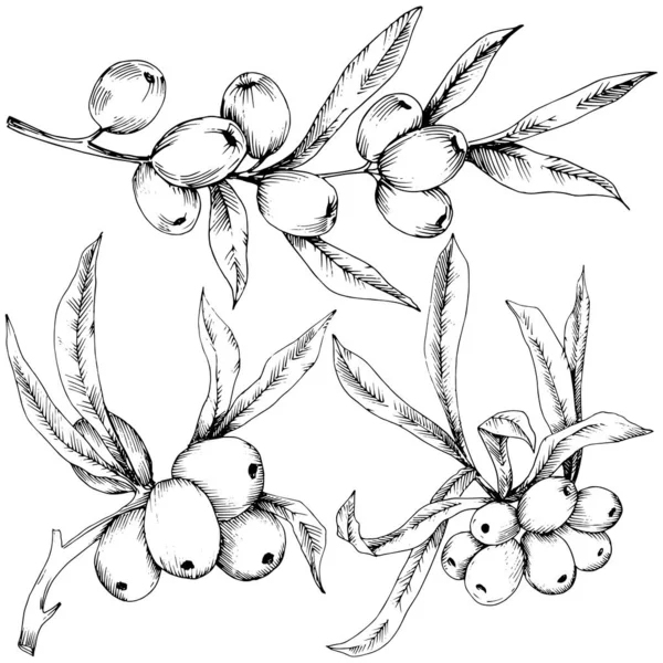 Hippophae planta vector icono sobre fondo blanco . — Archivo Imágenes Vectoriales