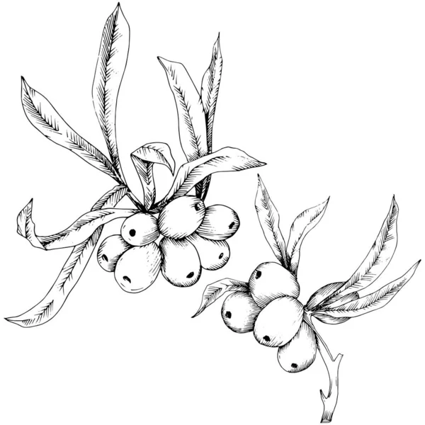 Nilpferd Pflanzenvektorsymbol auf weißem Hintergrund. — Stockvektor
