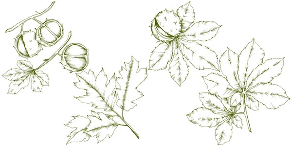 Vector planta de castaño de otoño y hojas. Planta de hojas jardín botánico follaje floral . — Archivo Imágenes Vectoriales