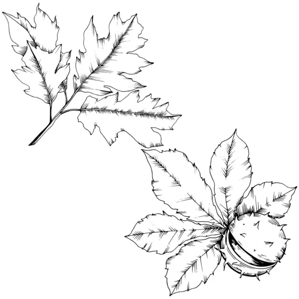 Vettore autunno castagno pianta e foglie. Foglia vegetale orto botanico fogliame floreale . — Vettoriale Stock
