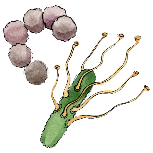 微生物或细菌手淹死插图。水彩背景集。分离微生物插图元件. — 图库照片