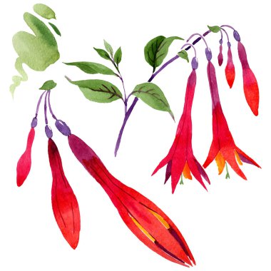 Kırmızı fuşya çiçek botanik çiçekleri. Suluboya arka plan seti. İzole fuşya illüstrasyon elemanı.