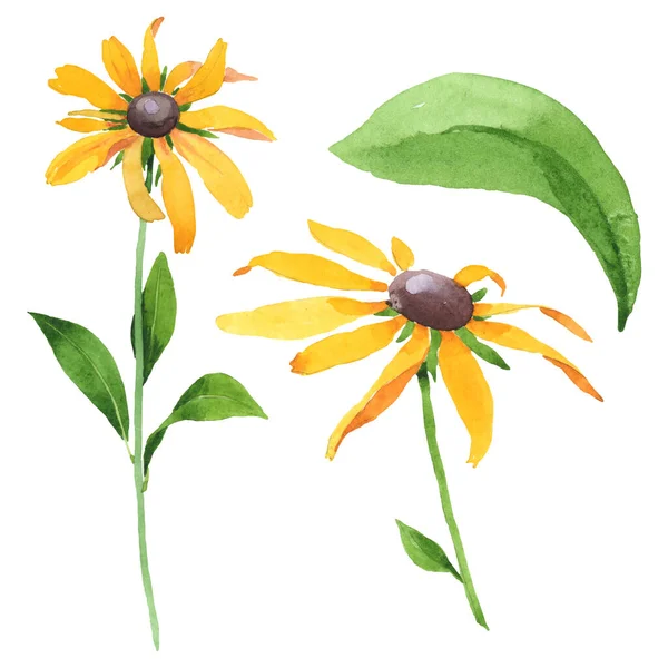 Rudbeckia hirta florale botanische Blumen. Aquarell Hintergrund Set vorhanden. isolierte Rudbeckia Illustrationselement. — Stockfoto