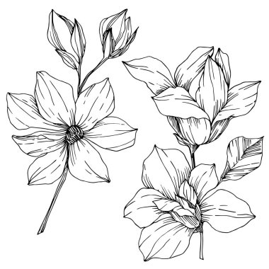 Vektör Magnolia çiçek botanik çiçekleri. Siyah beyaz işlemeli mürekkep sanatı. İzole edilmiş manolya illüstrasyon ögesi.