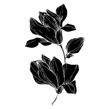 Vektör Magnolia çiçek botanik çiçekleri. Siyah beyaz işlemeli mürekkep sanatı. İzole edilmiş manolya illüstrasyon ögesi.
