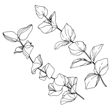 Vektör okaliptüs ağacı yaprakları. Siyah beyaz işlemeli mürekkep sanatı. İzole edilmiş okaliptüs illüstrasyon ögesi.